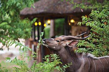 Motswari Private Game Reserve - Timbavati Klaserie Özel Doğa Koruma Alanı Dış mekan fotoğraf